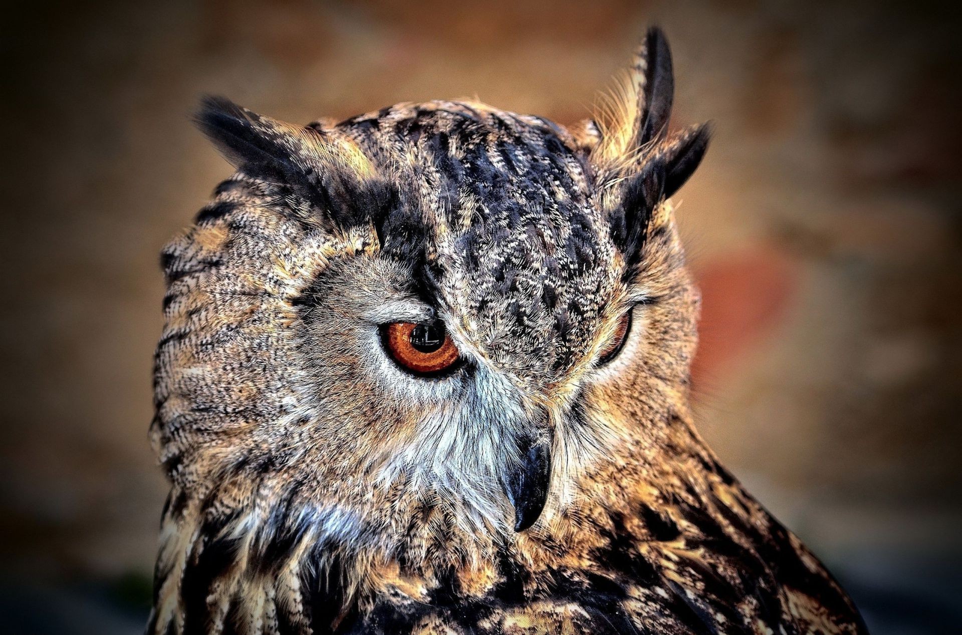 animali fauna selvatica gufo rapace predatore natura animale uccello ritratto selvaggio preda mammifero cacciatore all aperto occhio guardando visualizzazione mangiatore di carne notturno