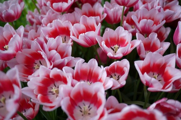 Fiori di tulipano bianco e rosa