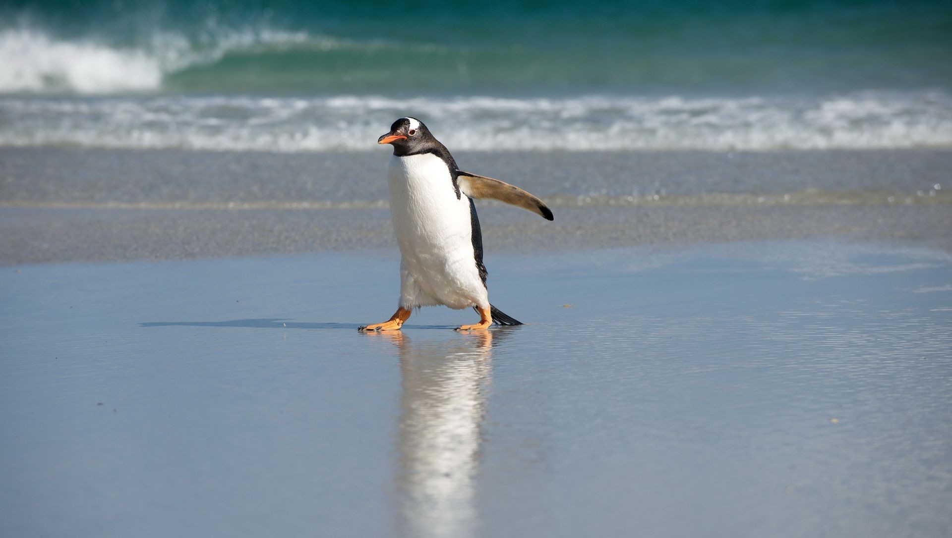 animali uccello acqua spiaggia neve mare inverno singolo fauna selvatica all aperto mare azione oceano luce del giorno vista laterale viaggi