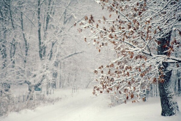Alberi sulla neve in inverno freddo