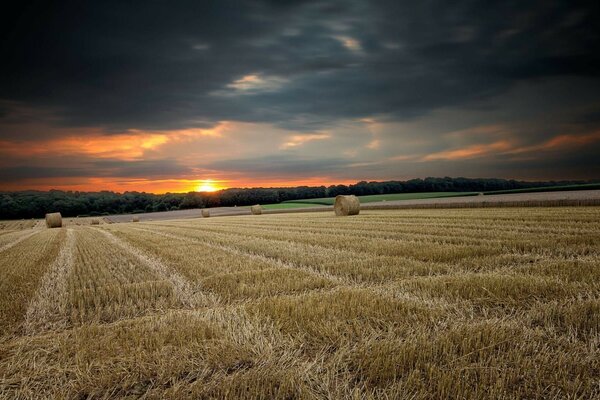 Campo con erba falciata raccolti in balle al tramonto