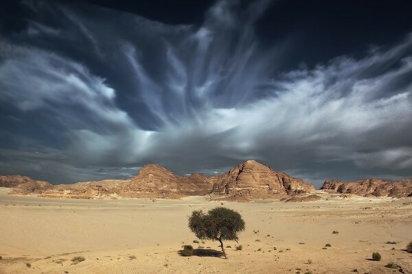 Albero solitario nel deserto caldo
