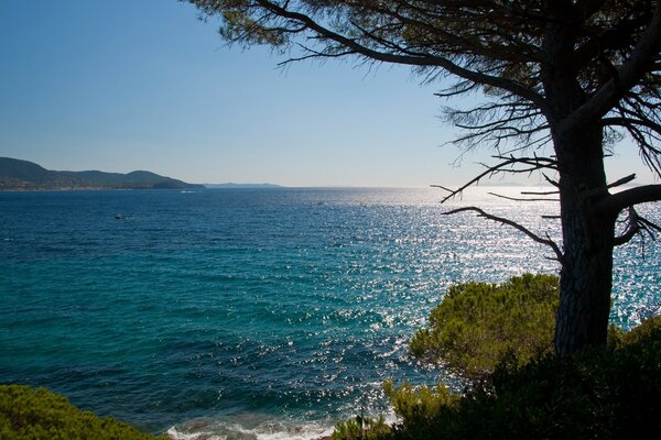 Albero sulla riva del mare azzurro