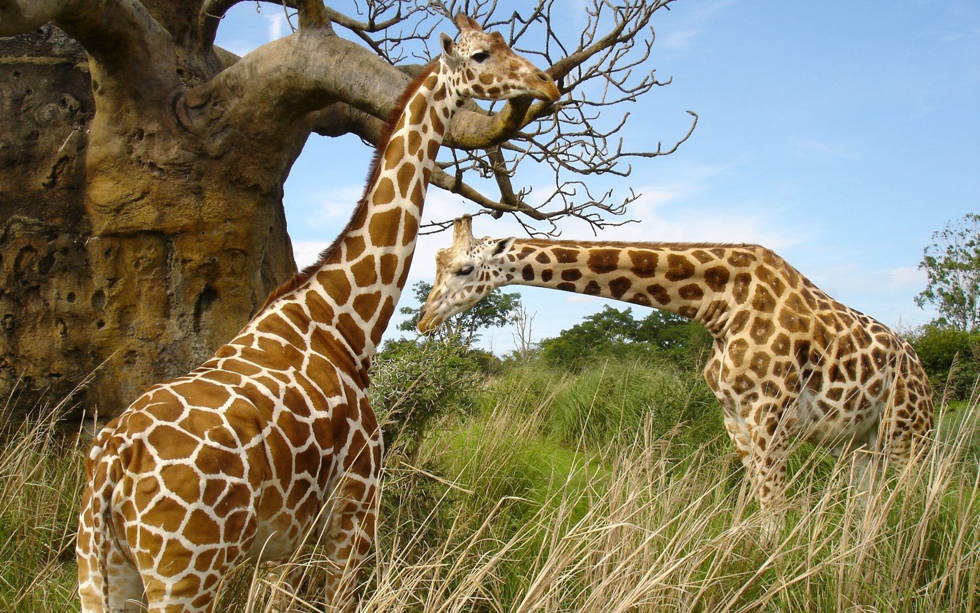 giraffe giraffa fauna selvatica natura selvaggio mammifero safari animale erba parco grande all aperto alto savana collo