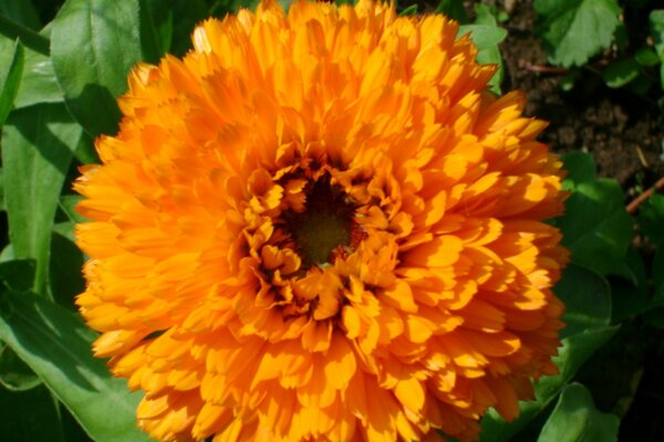 Fiore di calendula di spugna...
