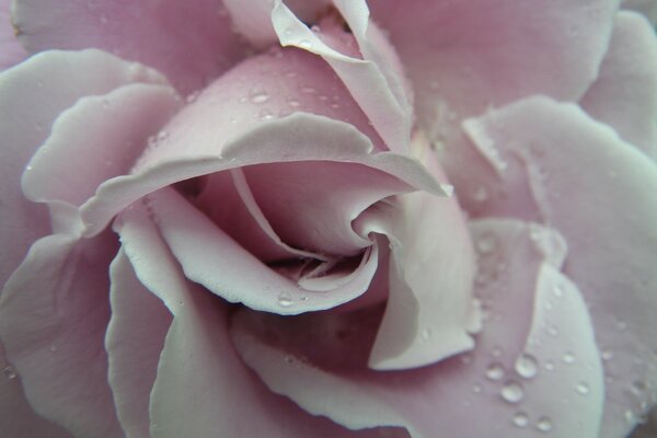 Rugiada su una rosa rosa tenue