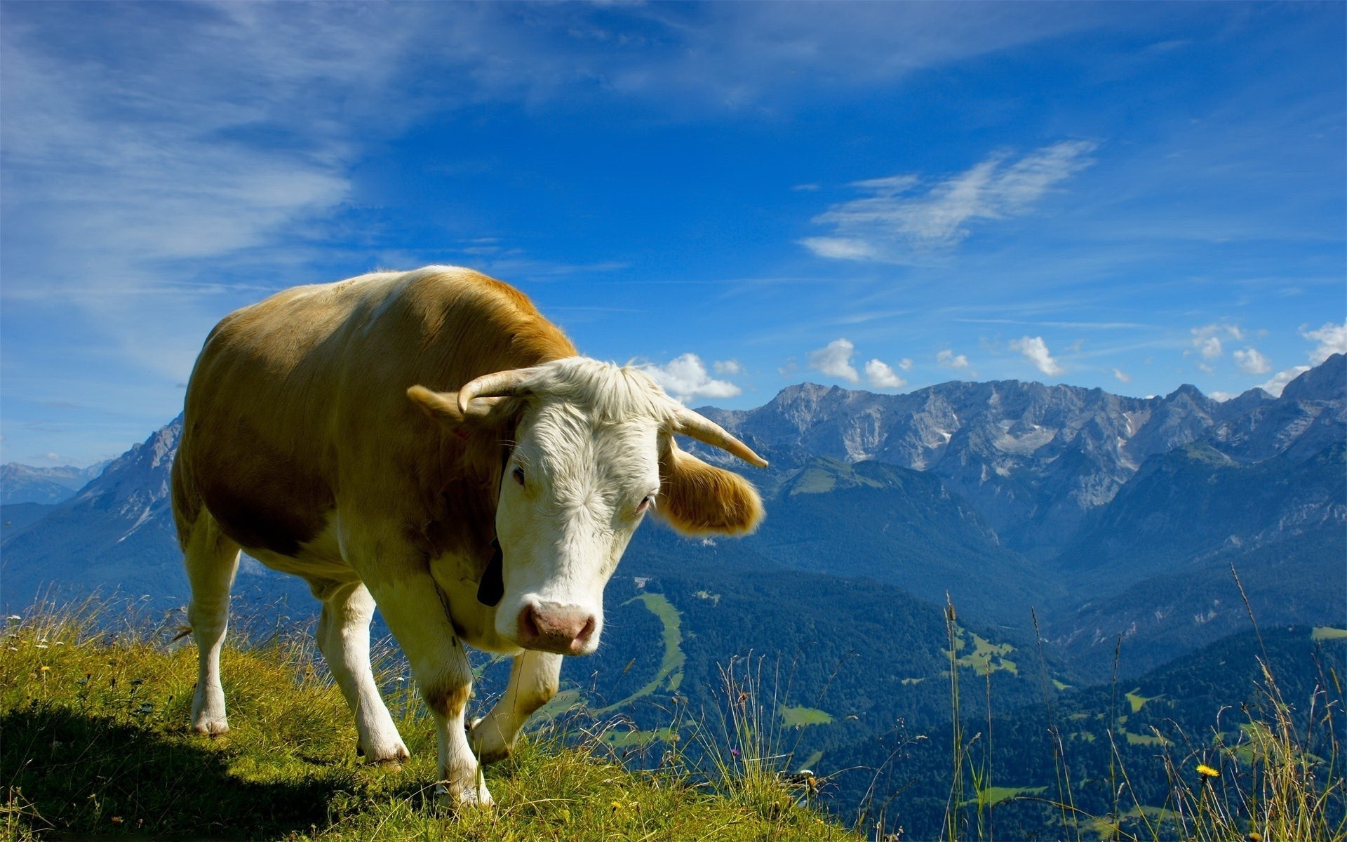 animali pascolo erba mucca paesaggio agricoltura fieno pascolo natura all aperto fattoria estate latte rurale cielo animali vivi