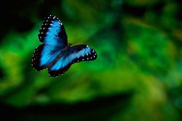 Foto della farfalla blu sul verde