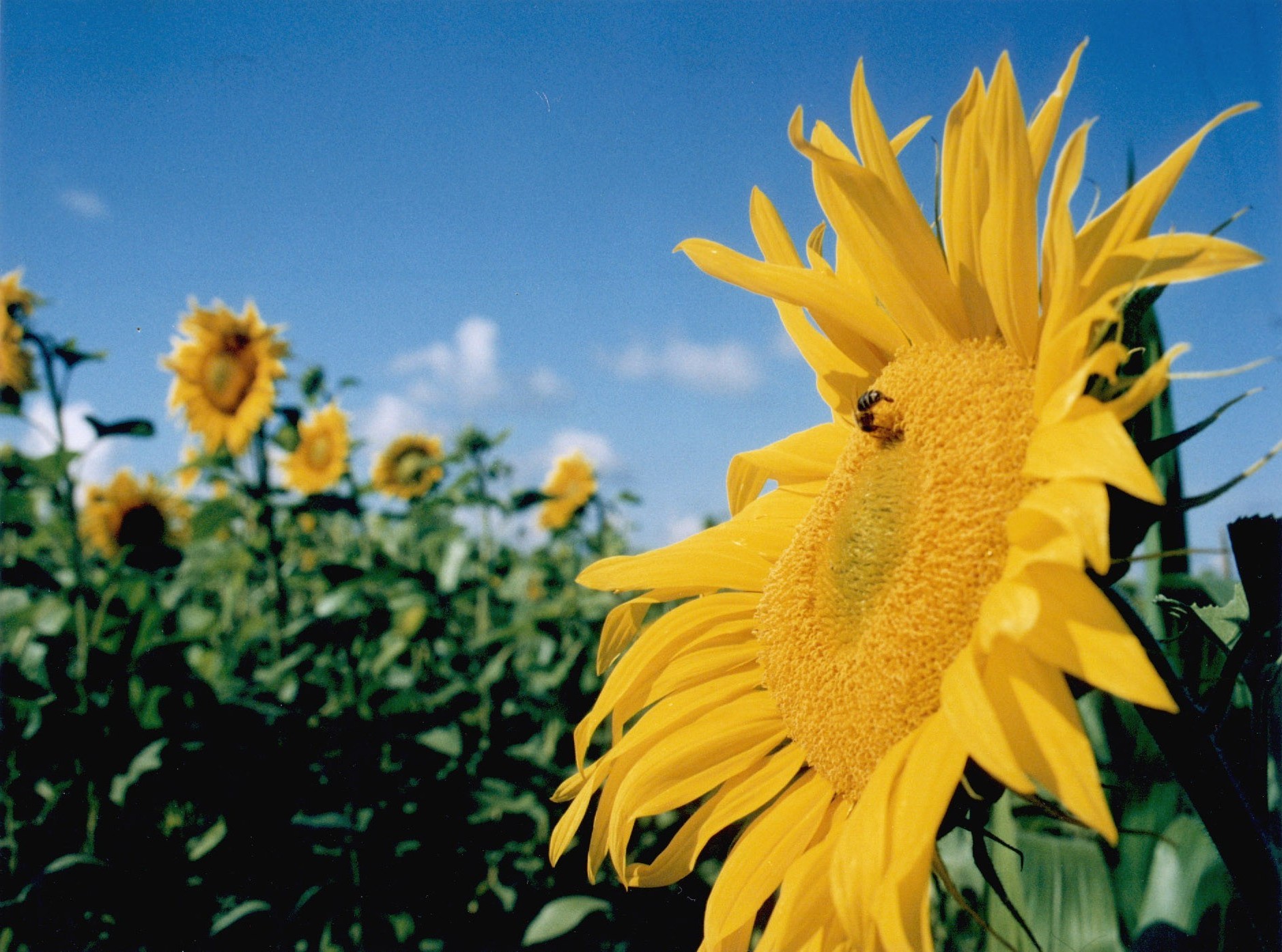 fiori natura estate fiore flora girasole crescita luminoso bel tempo foglia all aperto sole giardino campo rurale colore agricoltura fieno luminoso soleggiato