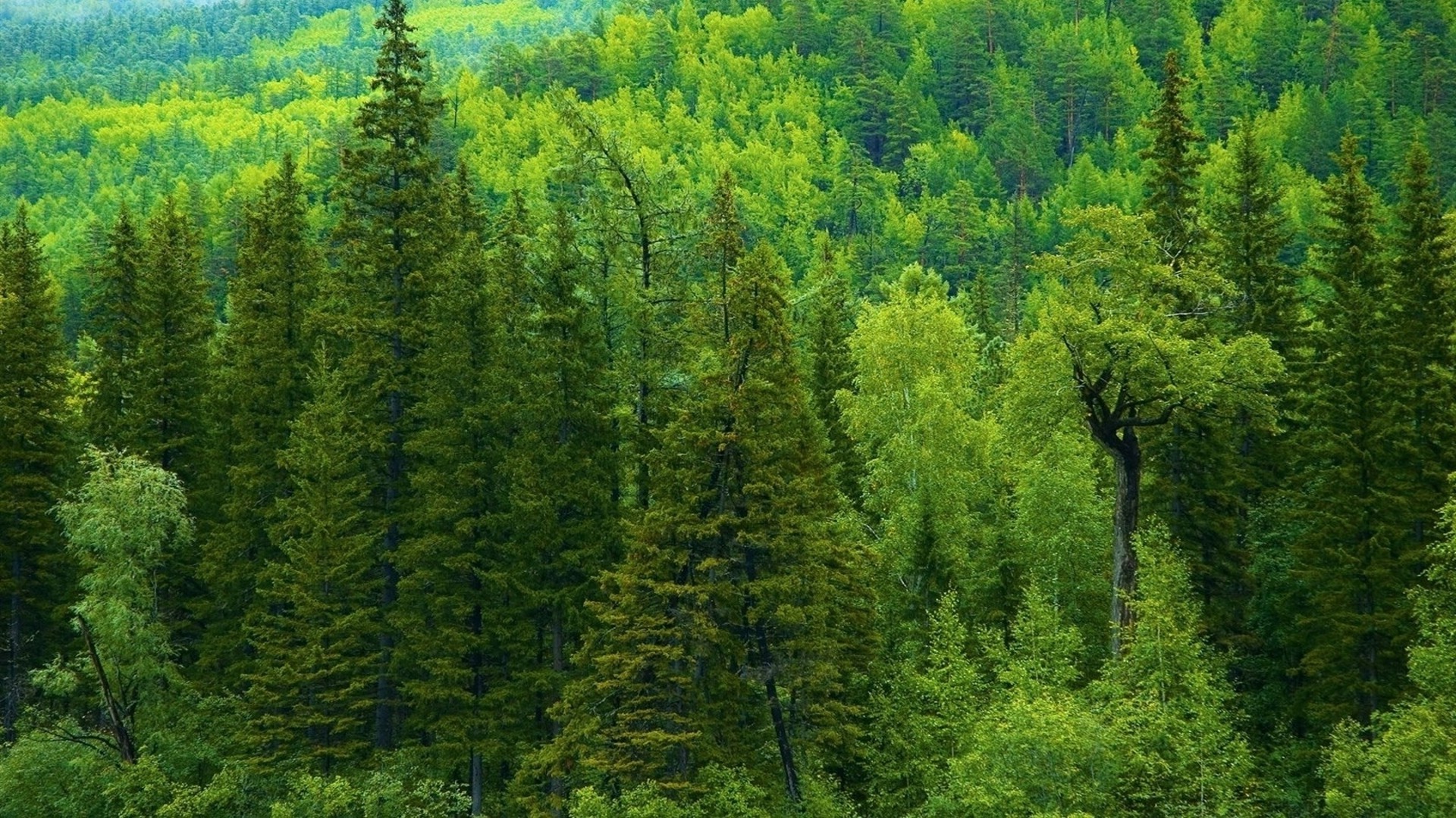 estate legno albero paesaggio natura conifere all aperto scenico evergreen ambiente pino foglia selvaggio parco montagna luce del giorno paesaggio