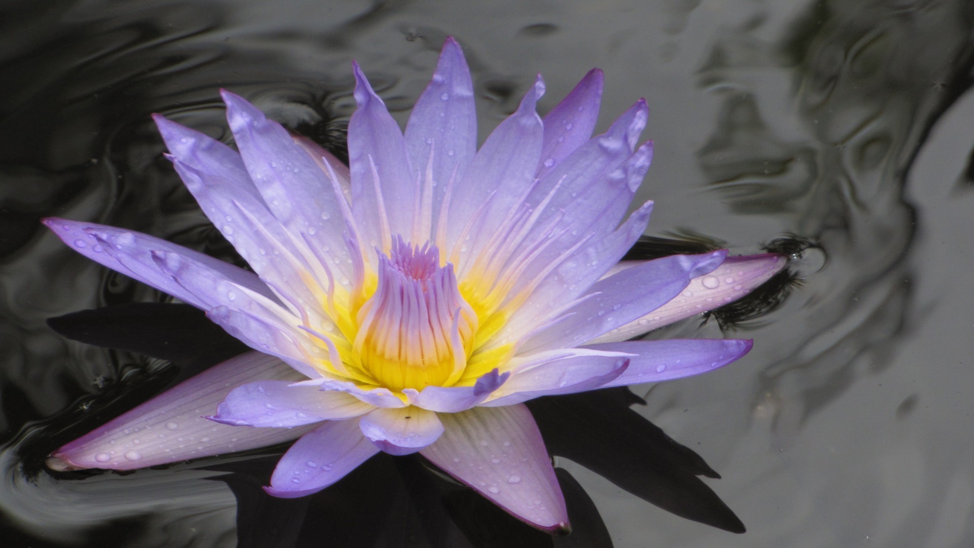 fiori in acqua loto fiore piscina natura flora fiore acqua foglia bella giglio giardino petalo nuoto esotico estate ninfea zen tropicale colore floreale