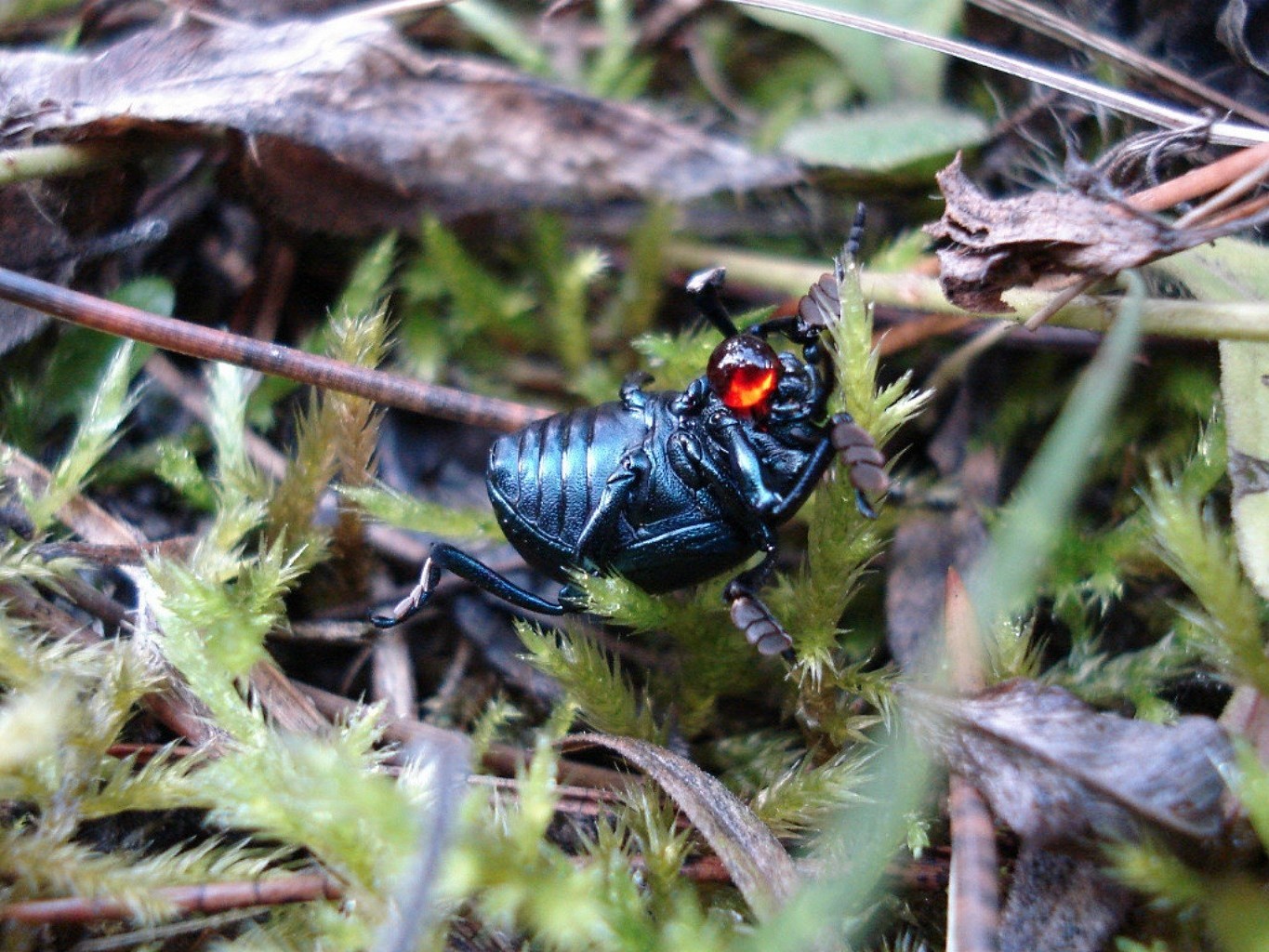 beetle natura insetto piccolo selvaggio fauna selvatica all aperto close-up ambiente animale legno flora