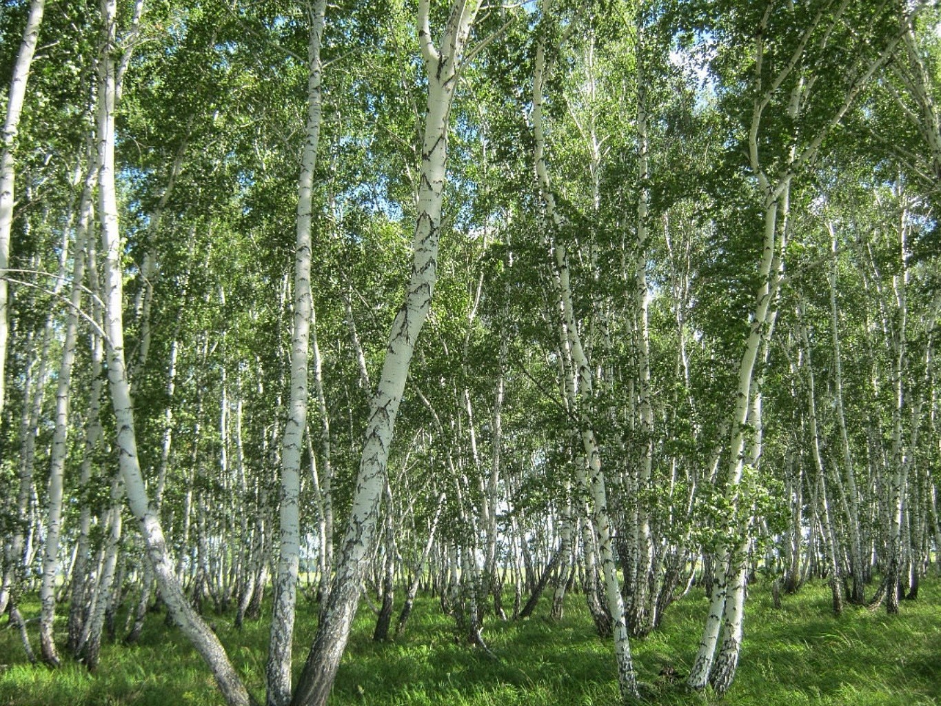 estate paesaggio legno betulla natura foglia albero ramo ambiente flora parco lussureggiante bel tempo paese stagione scena tronco rurale boschetto corteccia