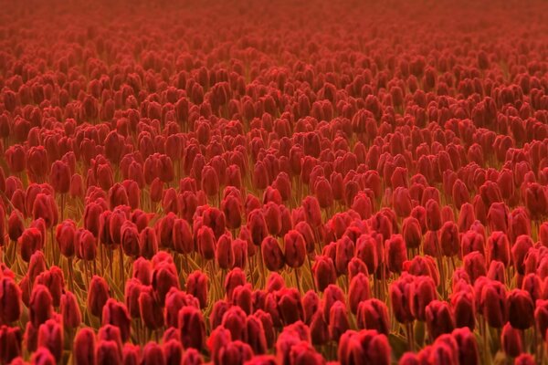 Grande campo con tulipani rossi
