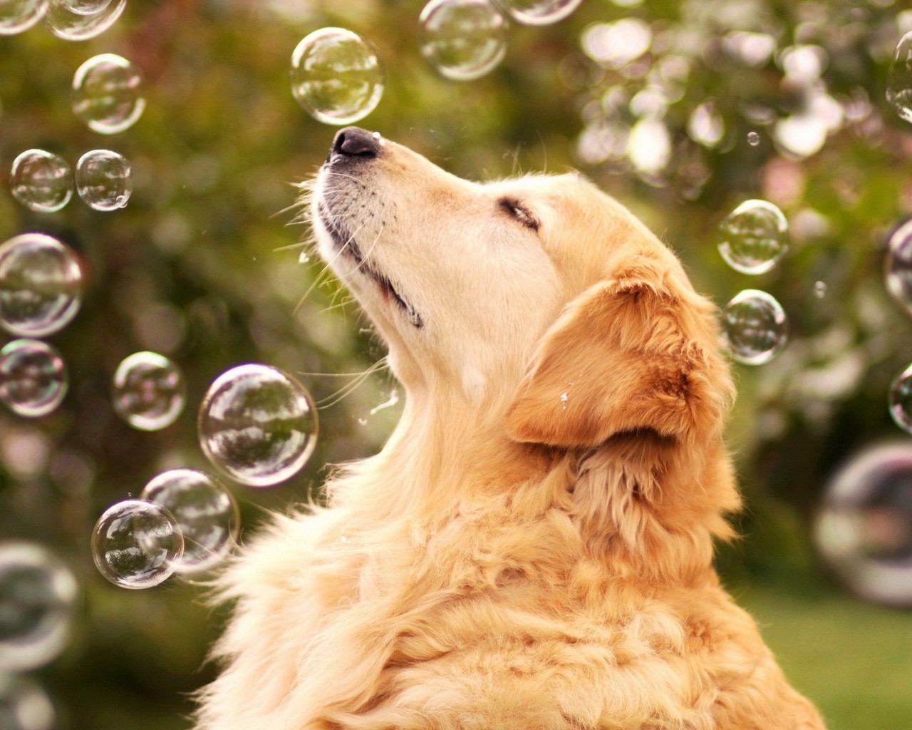 cane cane animale animale domestico carino ritratto natura pelliccia cane mammifero cucciolo retriever erba piccolo adorabile domestico golden retriever giovane razza anteprima divertente