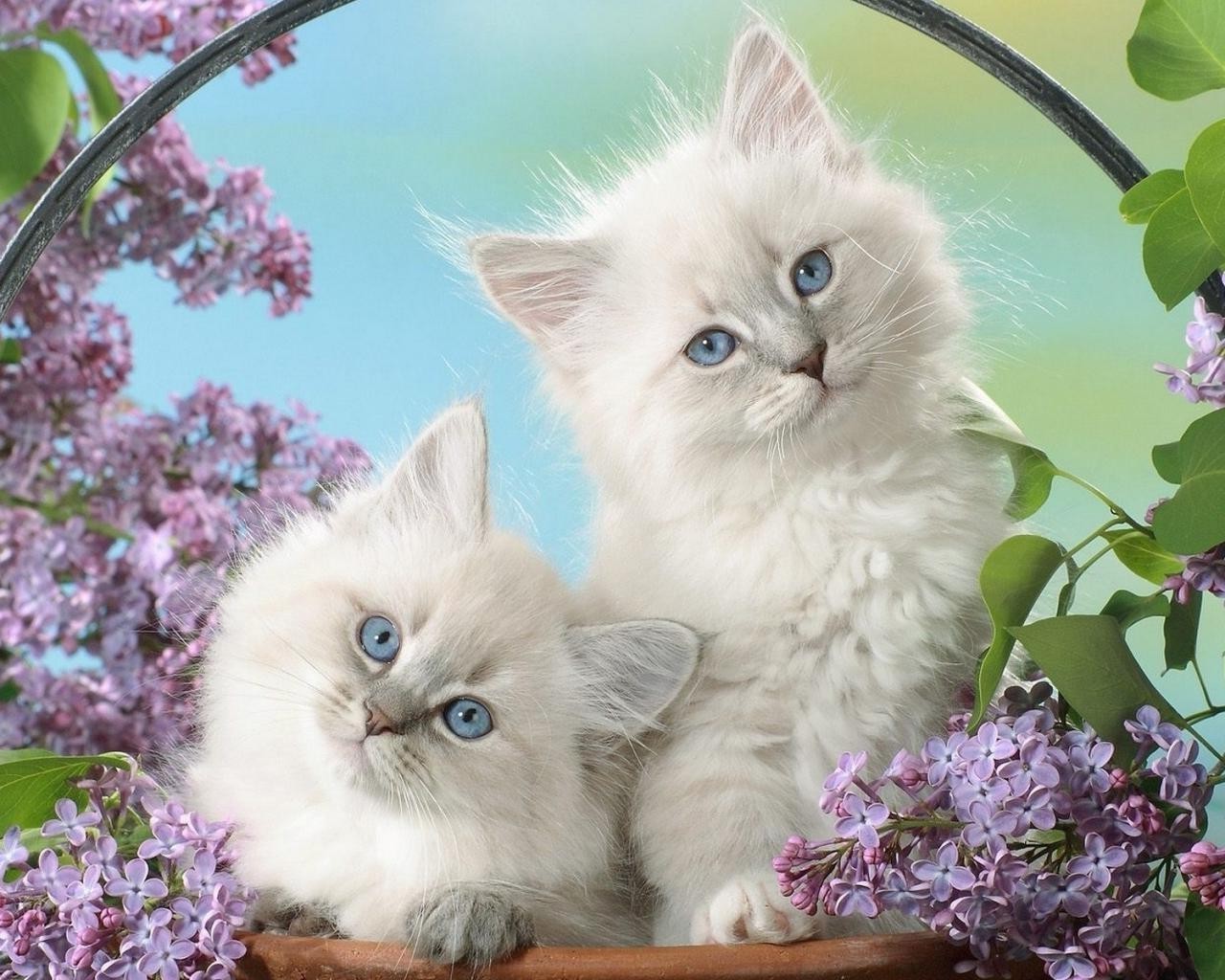 gatti gatto domestico gattino carino pet animale ritratto occhio piccolo pelliccia adorabile fluffy fluffy tabby giovane baffi capelli bambino sedersi vista