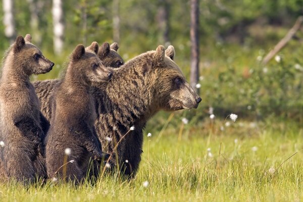 Orso e cuccioli in natura camminano sull erba