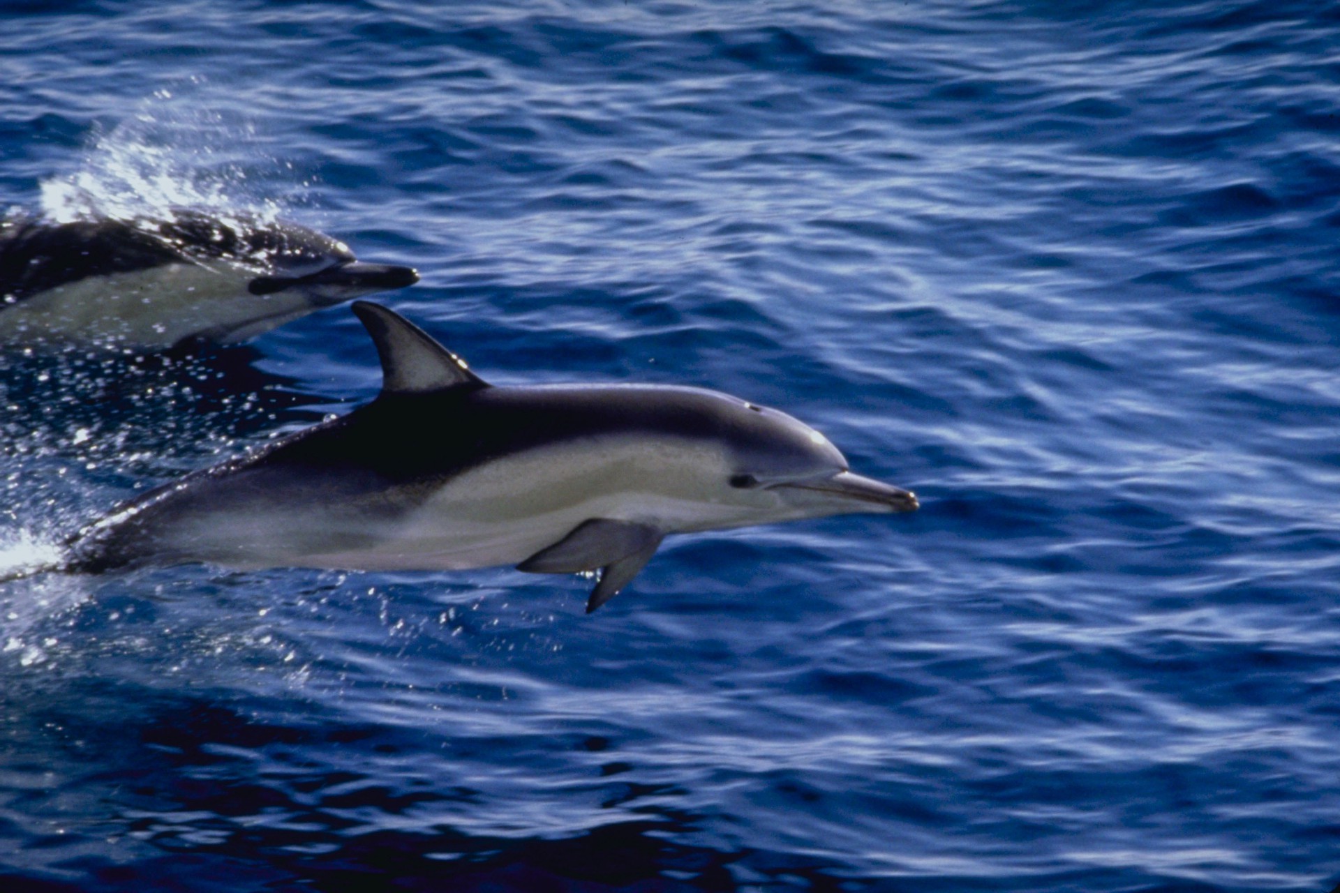 animali acqua oceano ventilatore mare balena delfino nuoto marino natura pesce subacquea