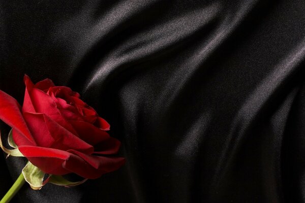 Rosa rossa su sfondo nero