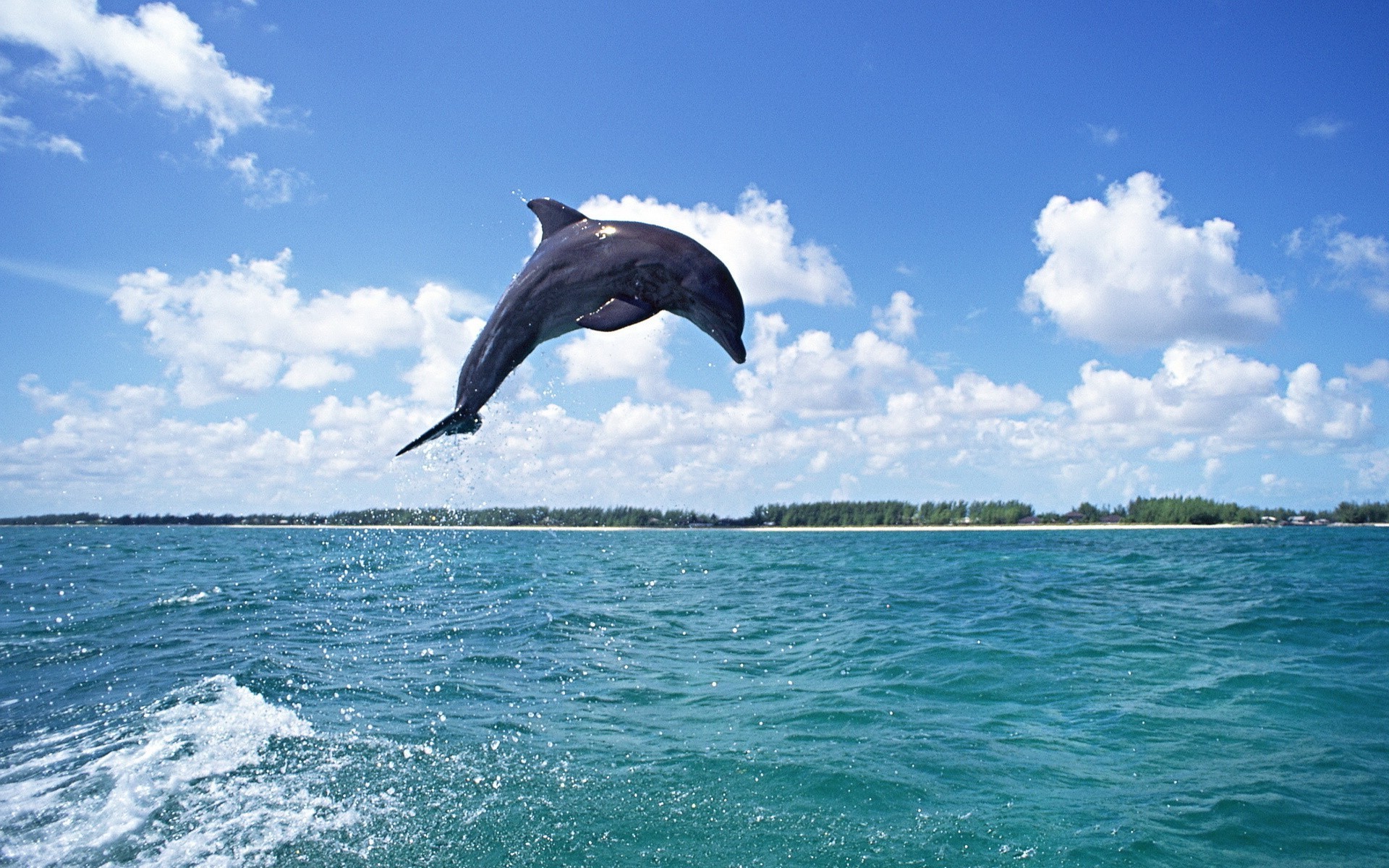 animali acqua mare natura oceano estate cielo viaggi all aperto tempo libero tropicale bel tempo nuoto