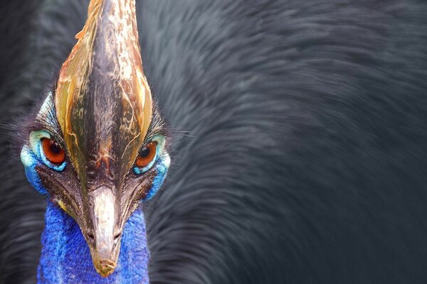 Lo sguardo penetrante dell uccello casuario