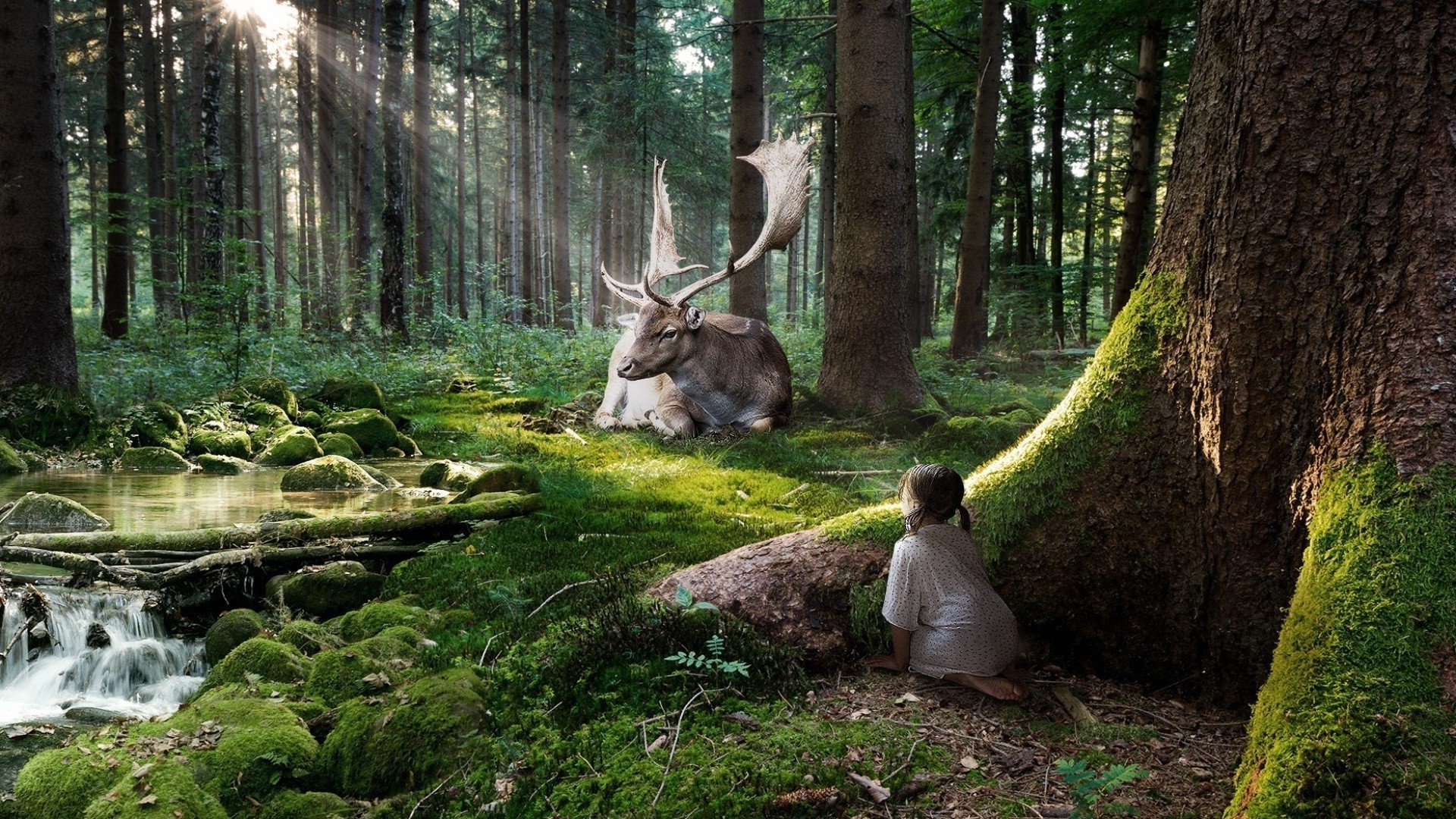 magia animale di legno natura albero parco all aperto selvaggio cervo foglia paesaggio ambiente autunno acqua