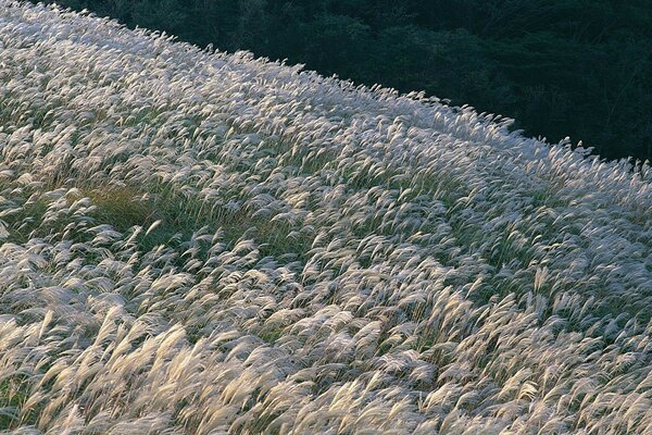 Campo di fiori quando soffia il vento
