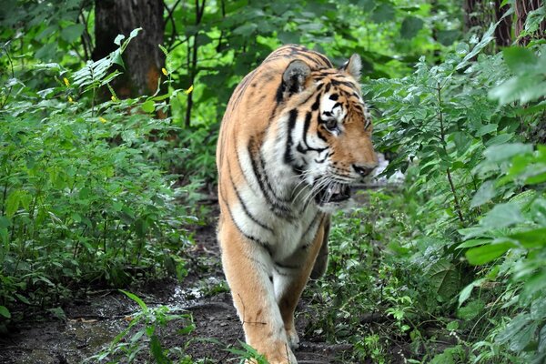 Tigre sola in natura