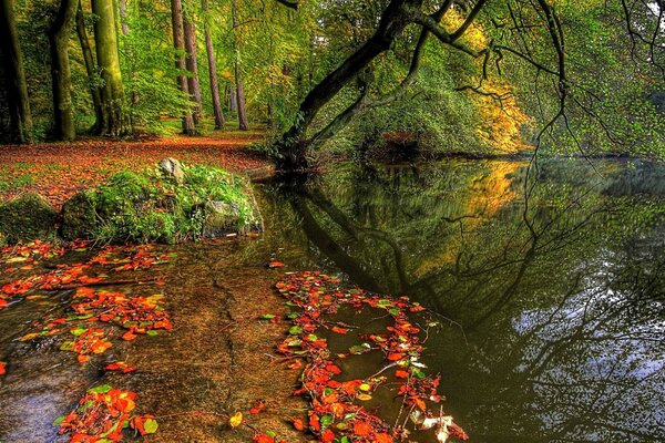 Lago d autunno nella foresta e alberi