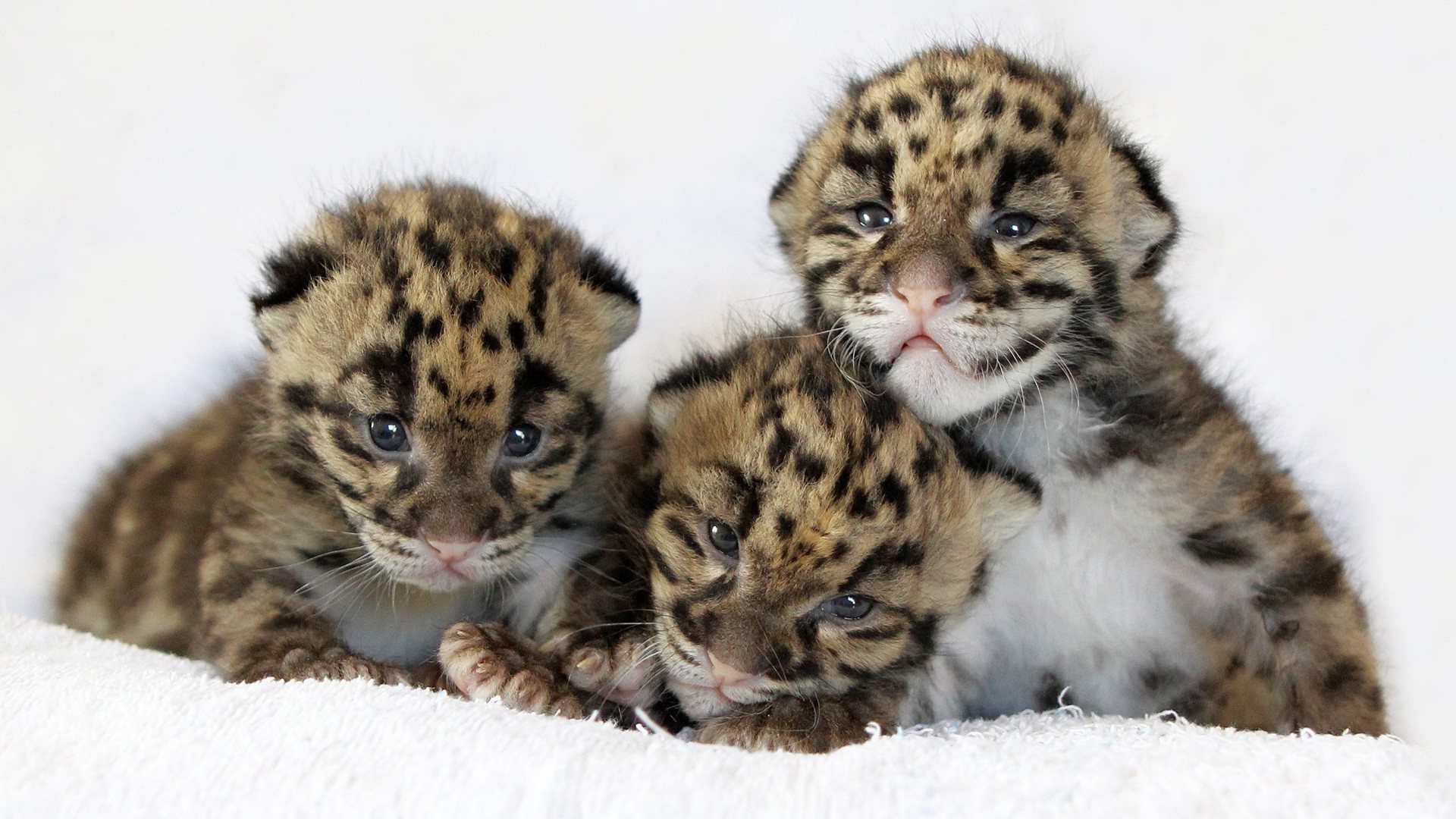 tigri gatto mammifero animale fauna selvatica carino predatore mangiatore di carne pelliccia cucciolo di lupo ritratto