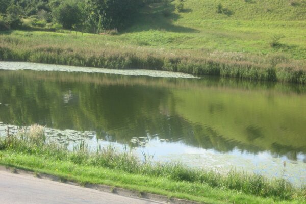 Stagno. erba. collina. natura