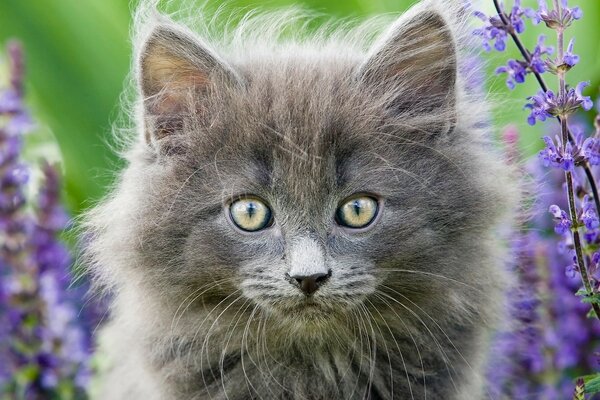 Gatto domestico che cammina nel campo