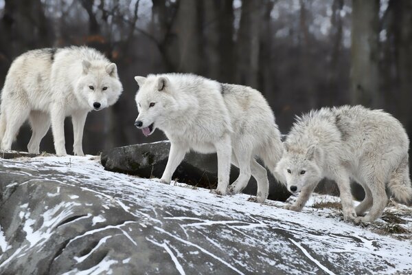 Lupi della fauna selvatica in una giornata gelida