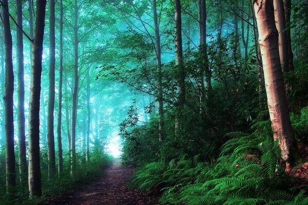 Foresta estiva nella nebbia