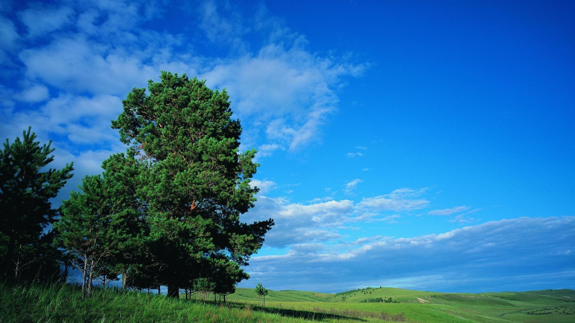 estate natura paesaggio cielo albero all aperto erba campagna bel tempo rurale legno sole