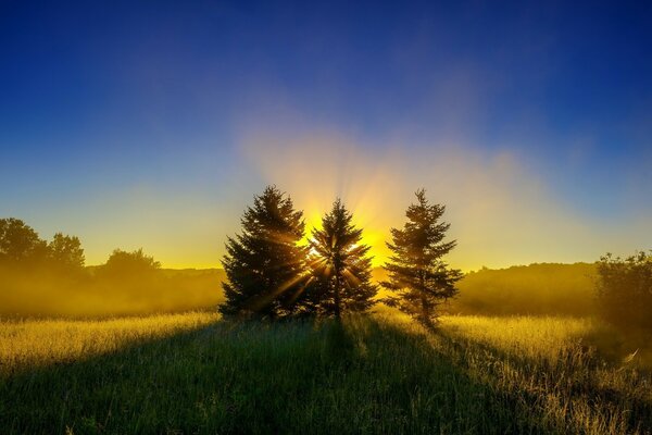 Alba Dorata attraverso gli alberi