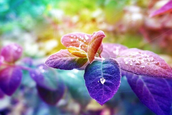 Foglie blu-viola con gocce di rugiada
