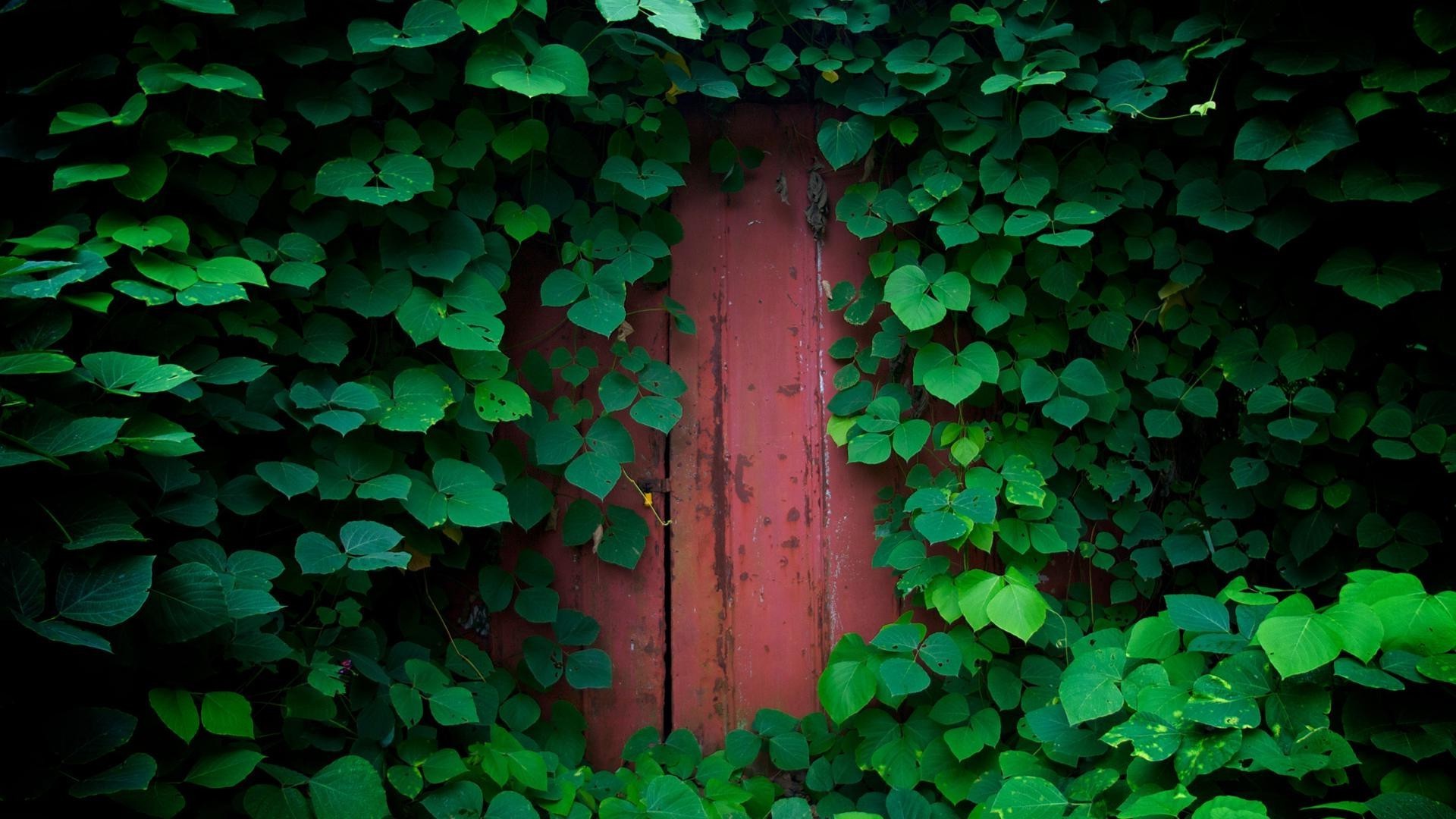 foglia edera desktop astratto struttura giardino parete trifoglio natura crescita flora legno buona fortuna modello