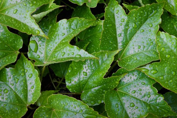 Foglie d acero ricoperte di rugiada