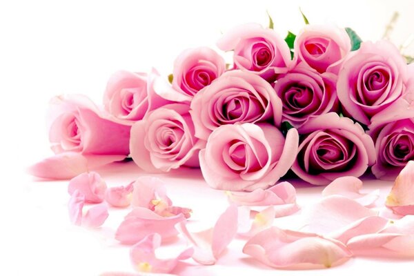 Rose rosa su sfondo bianco