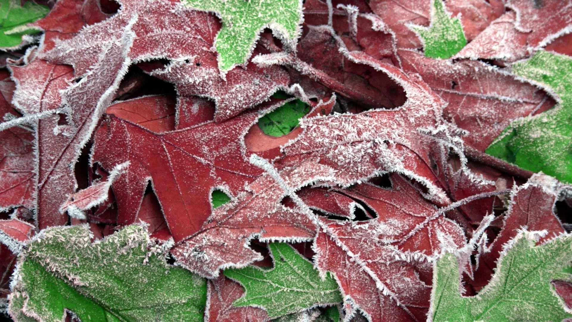 texture foglia natura modello desktop flora albero autunno primo piano colore gelo stagione orizzontale astratto inverno decorazione