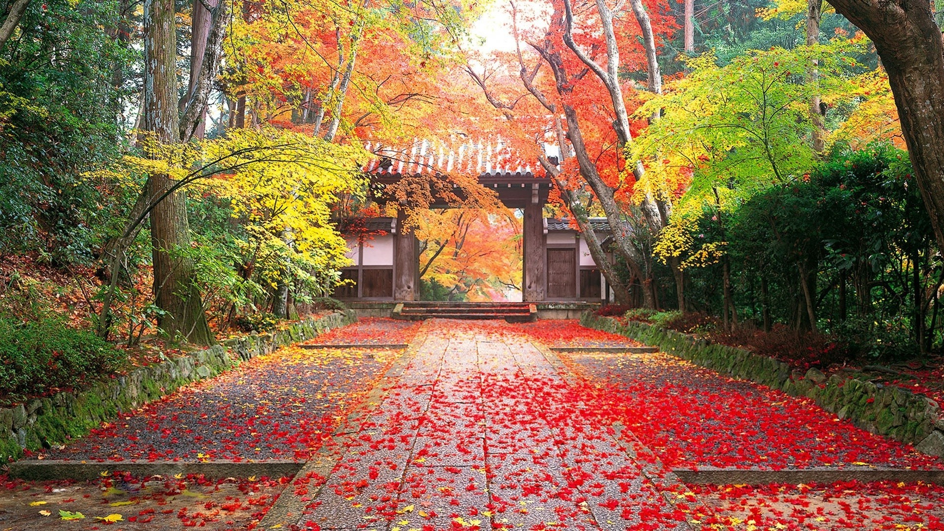 autunno autunno foglia di acero albero parco stagione paesaggio di legno natura giardino percorso strada guida lussureggiante vicolo