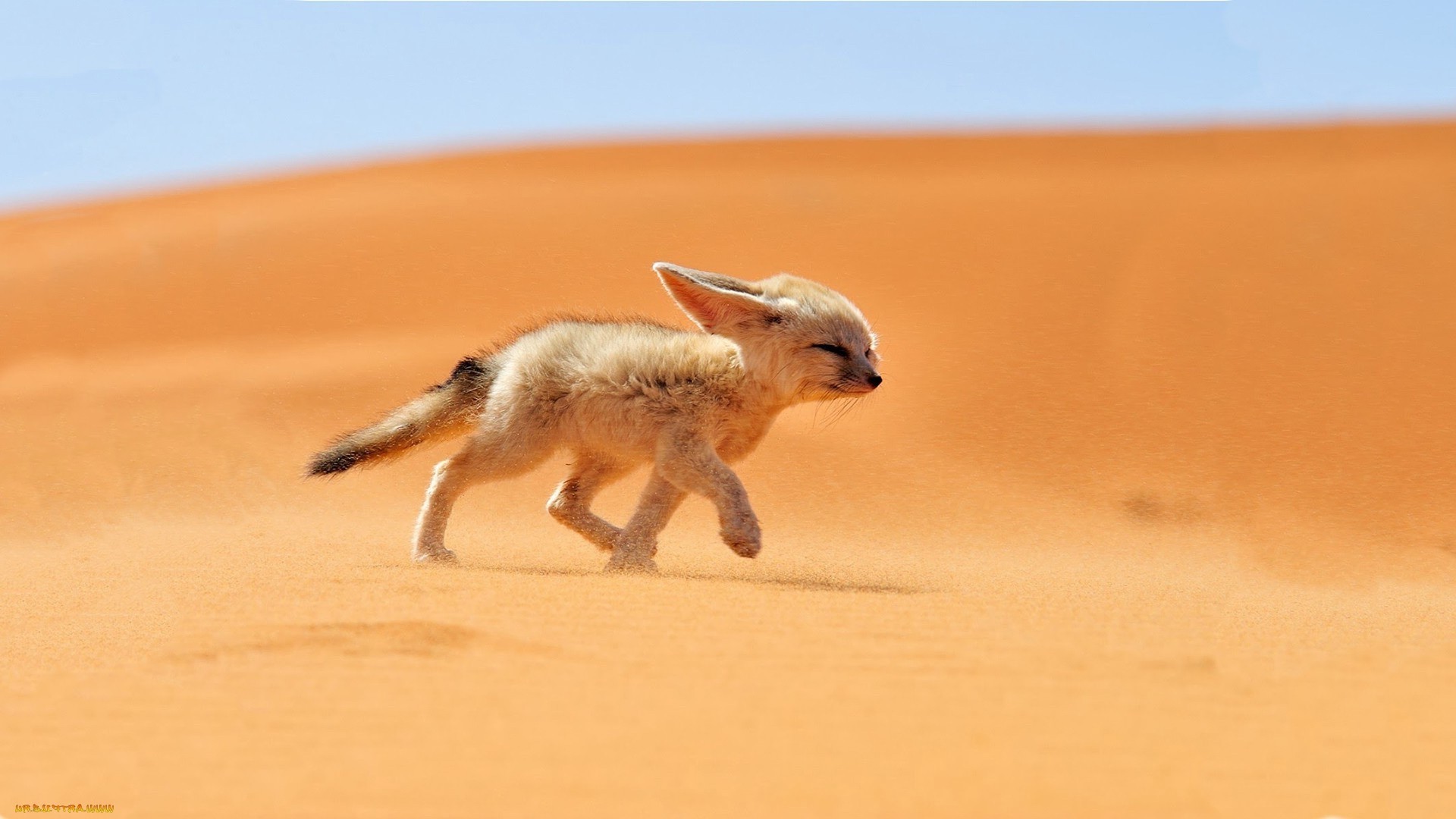 volpe mammifero sabbia fauna selvatica natura animale carino uno piccolo cane