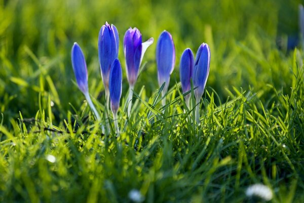 Bellissimi fiori si trovano nel fieno