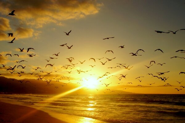 Uccelli al tramonto la sera. Natura