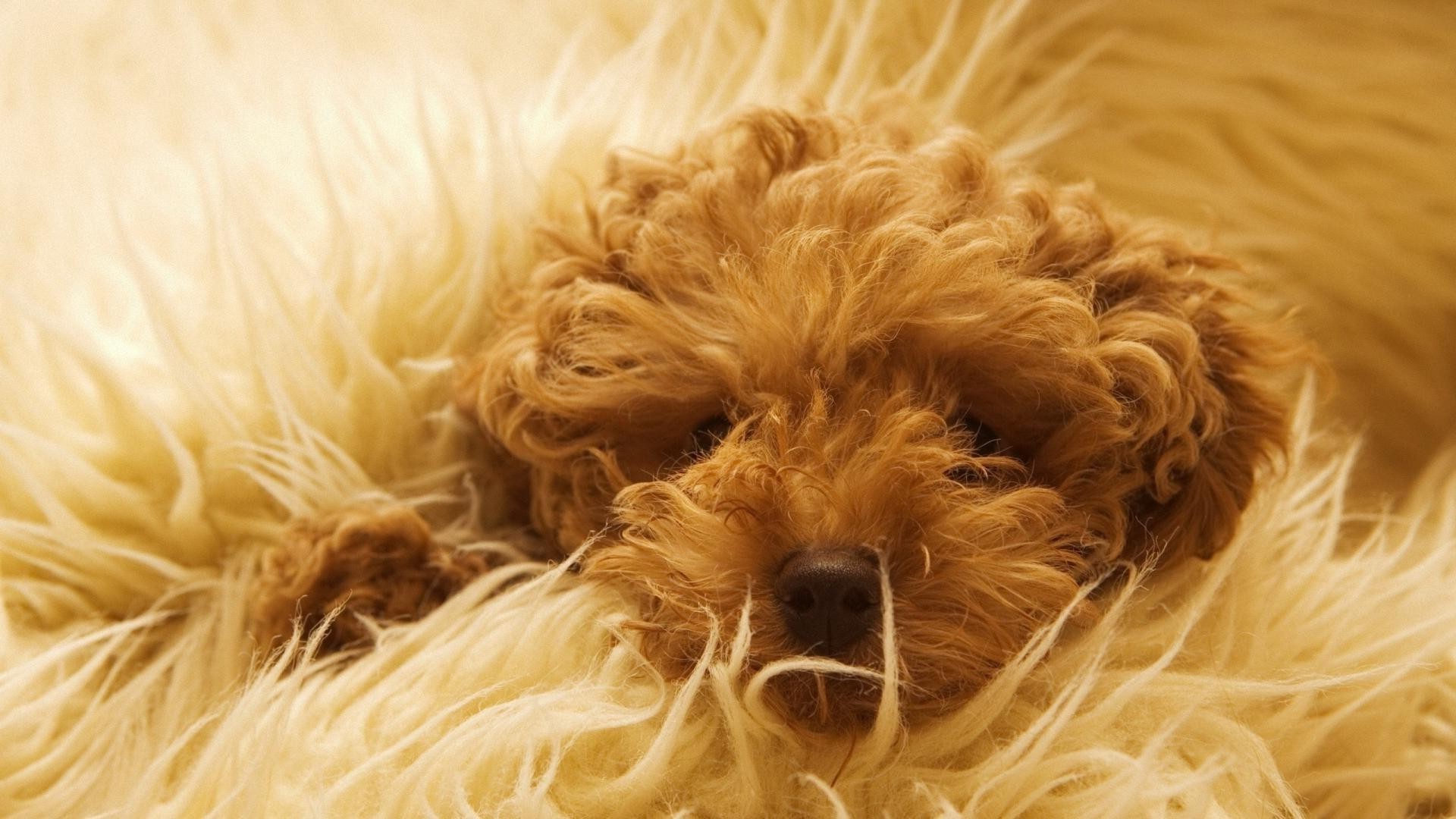 cani cane animale studio giù mammifero pelliccia animale domestico