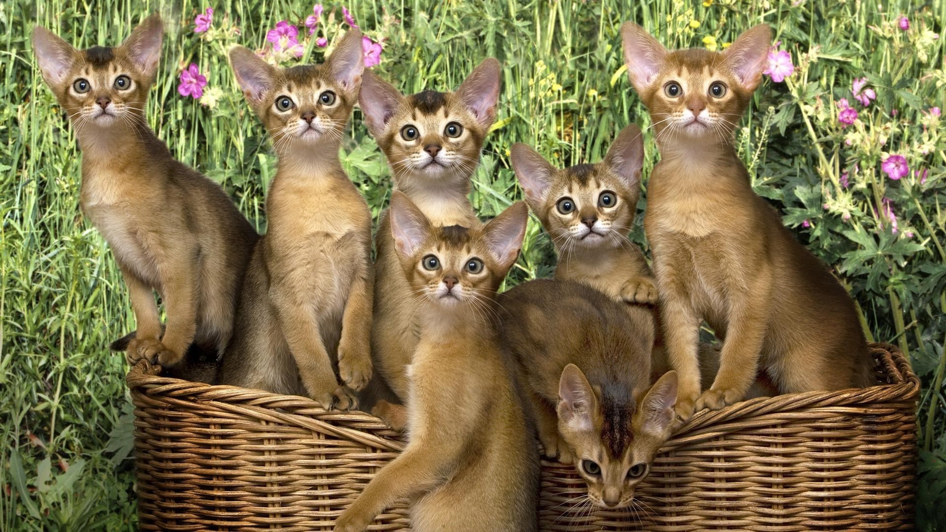 gatti carino mammifero animale natura gatto animale domestico piccolo giovane pelliccia
