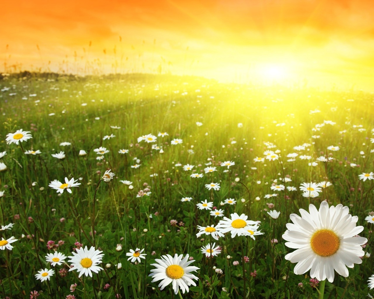 fiori natura estate margherita fiore luminoso erba rurale fieno sole campo all aperto flora bel tempo crescita foglia campagna colore selvaggio