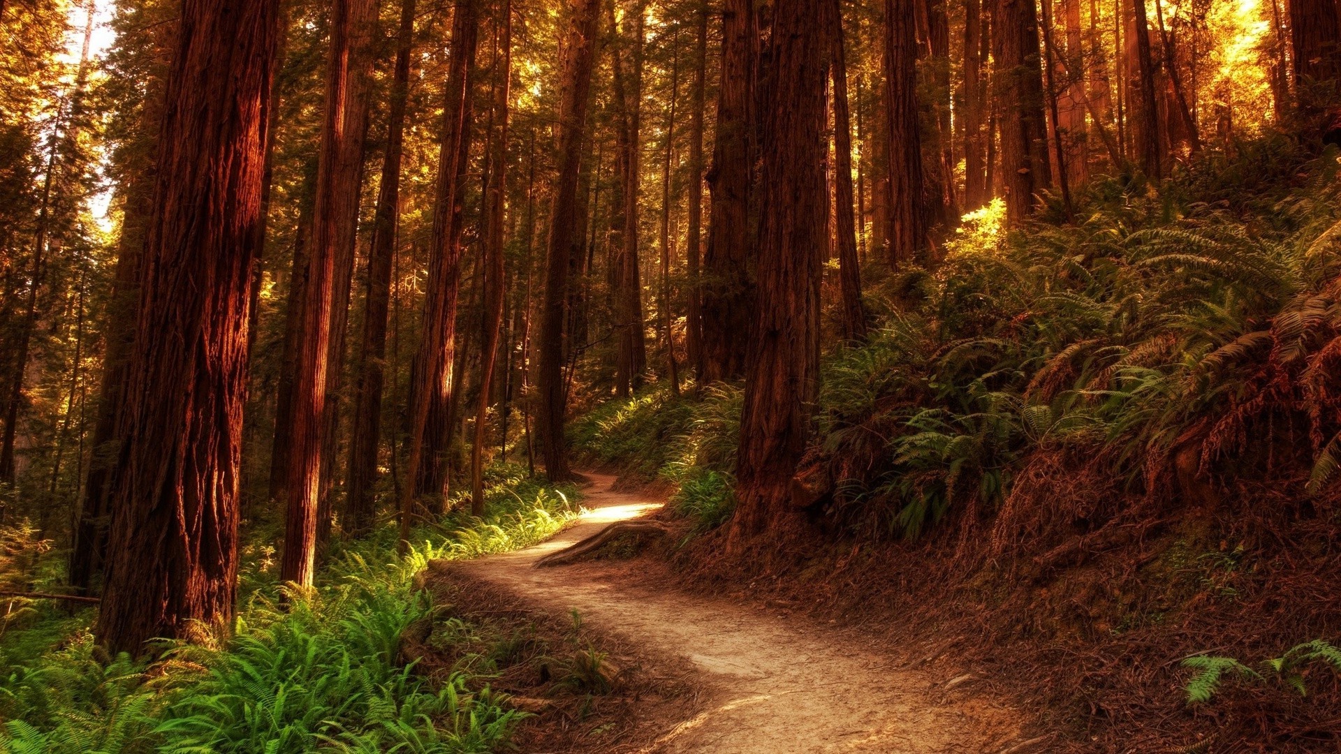 estate legno natura paesaggio albero guida strada parco luce foglia all aperto alba sentiero autunno bel tempo viaggi trekking sequoia scenic ambiente