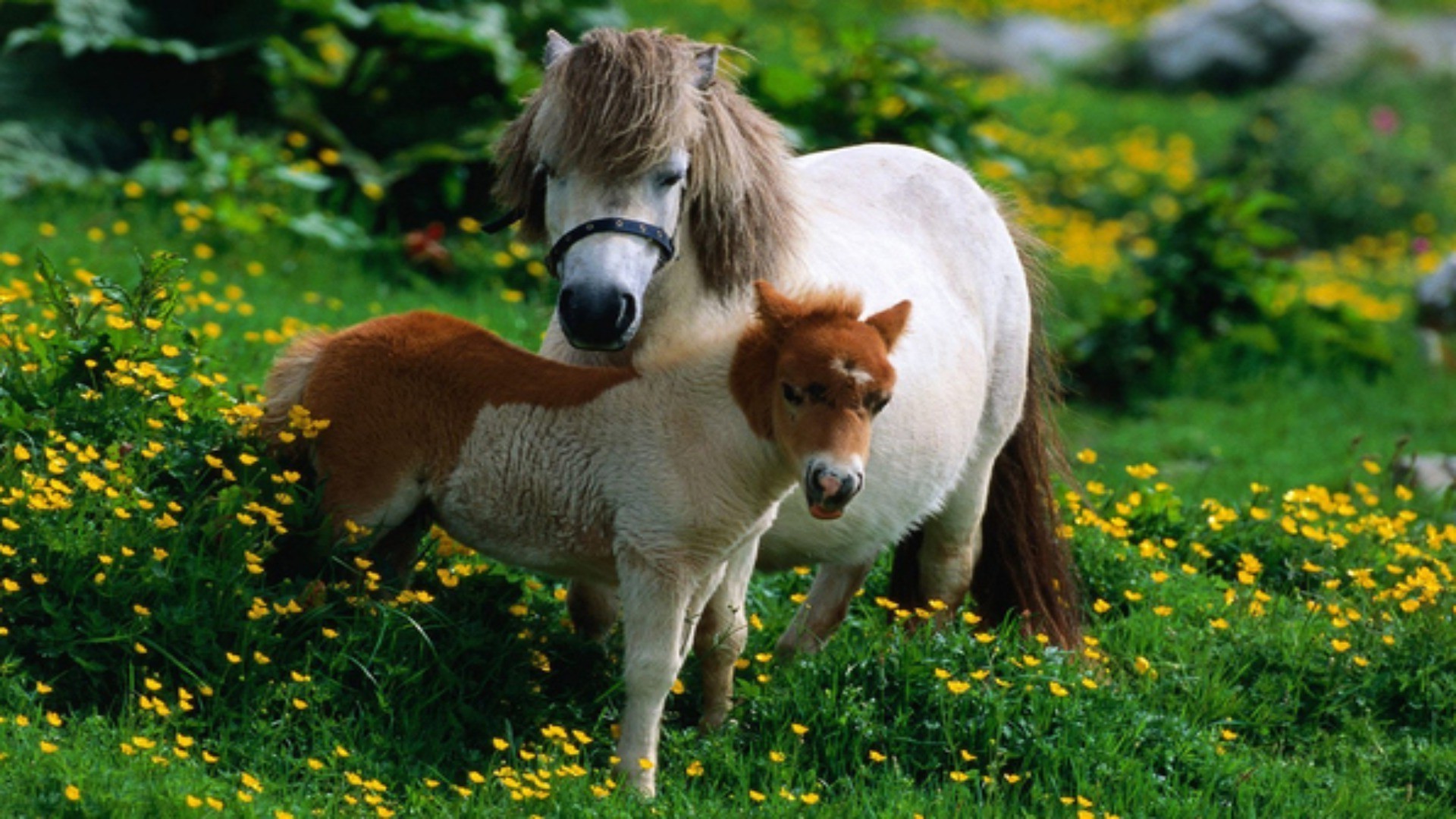 animali mammifero erba all aperto natura animale carino fauna selvatica fieno estate animale domestico animali vivi cavalleria fattoria